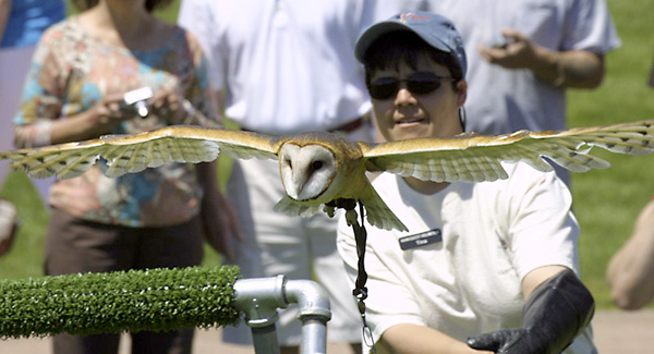 Barn Owl in flight