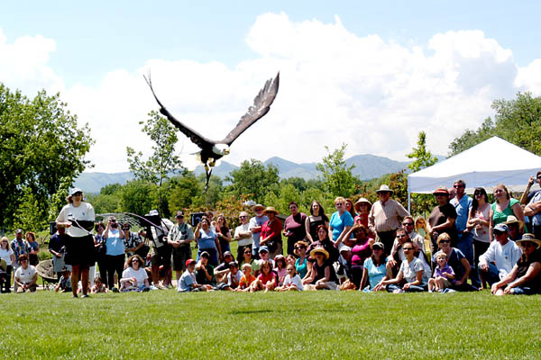 Bald Eagle in flight