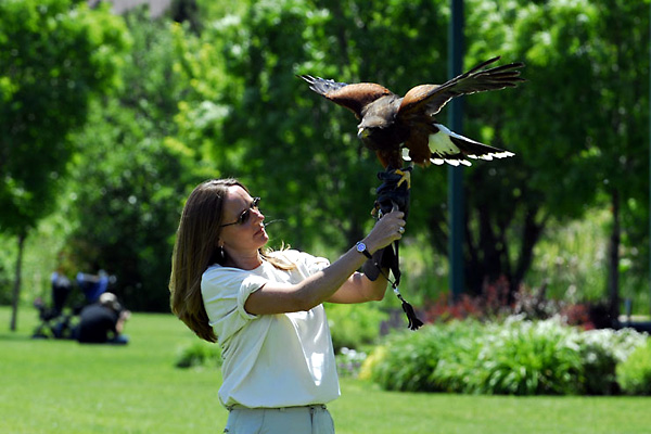 Harris Hawk