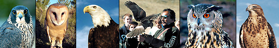 birds of prey images