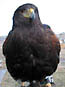 Mature female Harris' Hawk