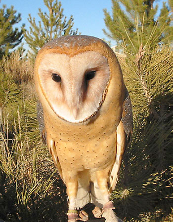 Barn Owl