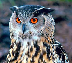 Eurasian Eagle Owl