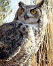 Great Horned Owl