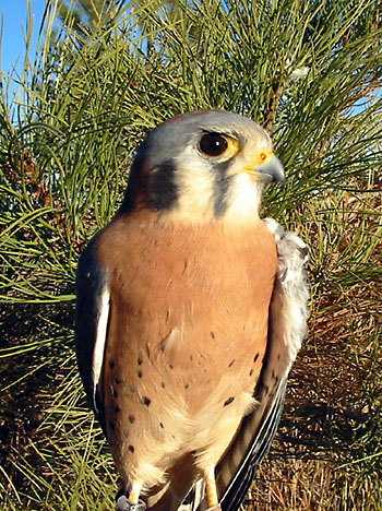 American Kestrel, male