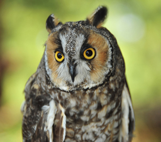 Long-eared Owl