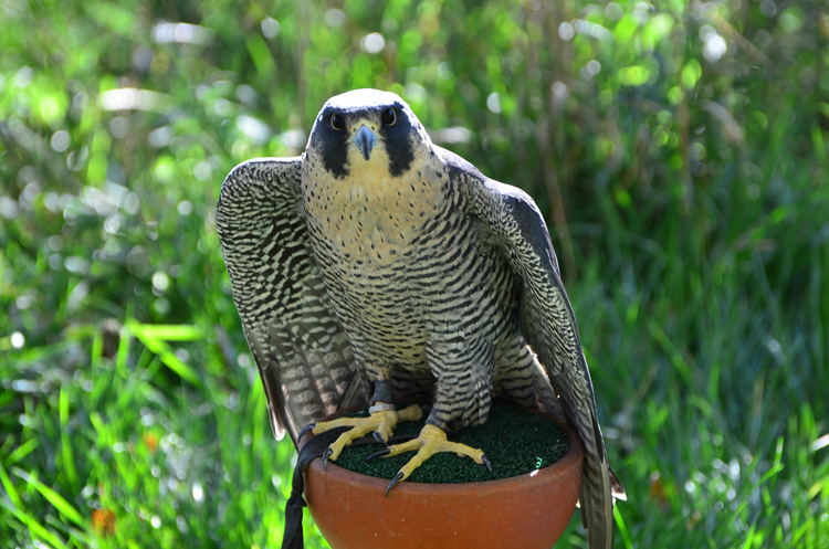Peregrine Falcon