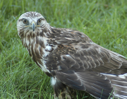 Rough-legged Hawk
