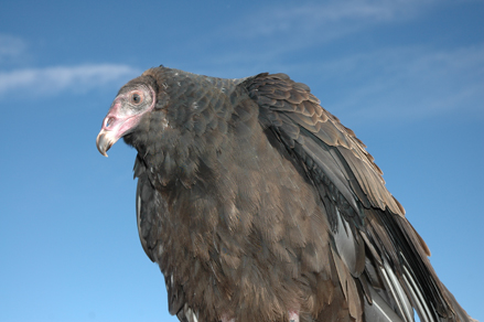 Turkey Vulture